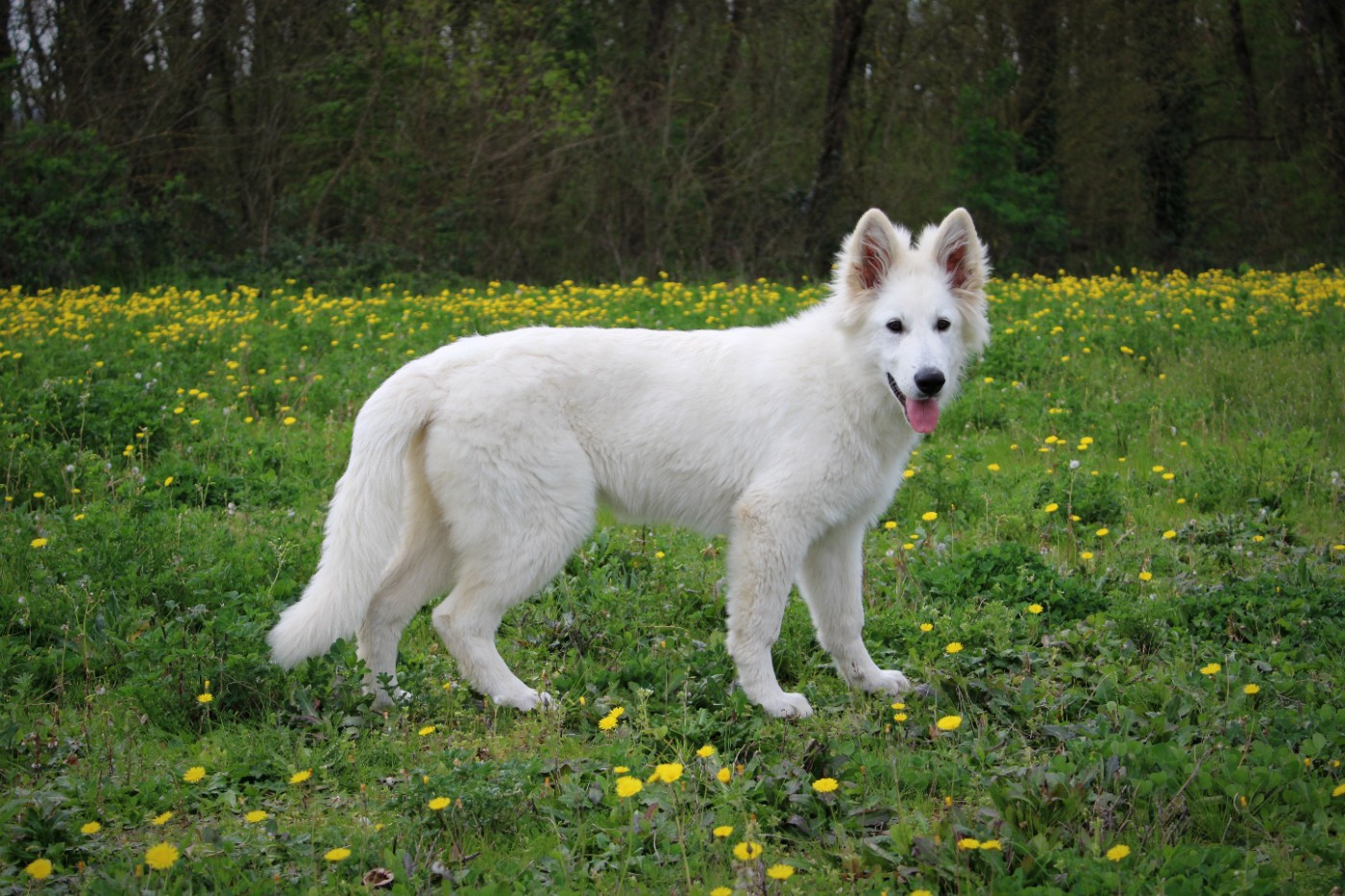 Akari ARUNY des terres de skoll et hati