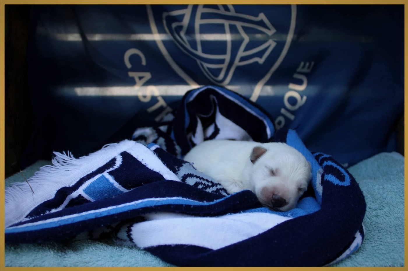 Des Sentinelles D'artémis - Chiots disponibles - Berger Blanc Suisse