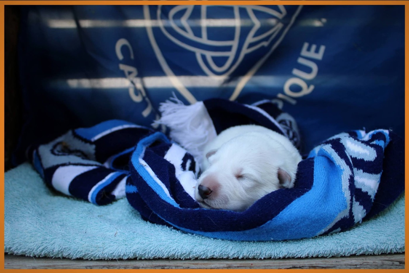 Des Sentinelles D'artémis - Chiots disponibles - Berger Blanc Suisse