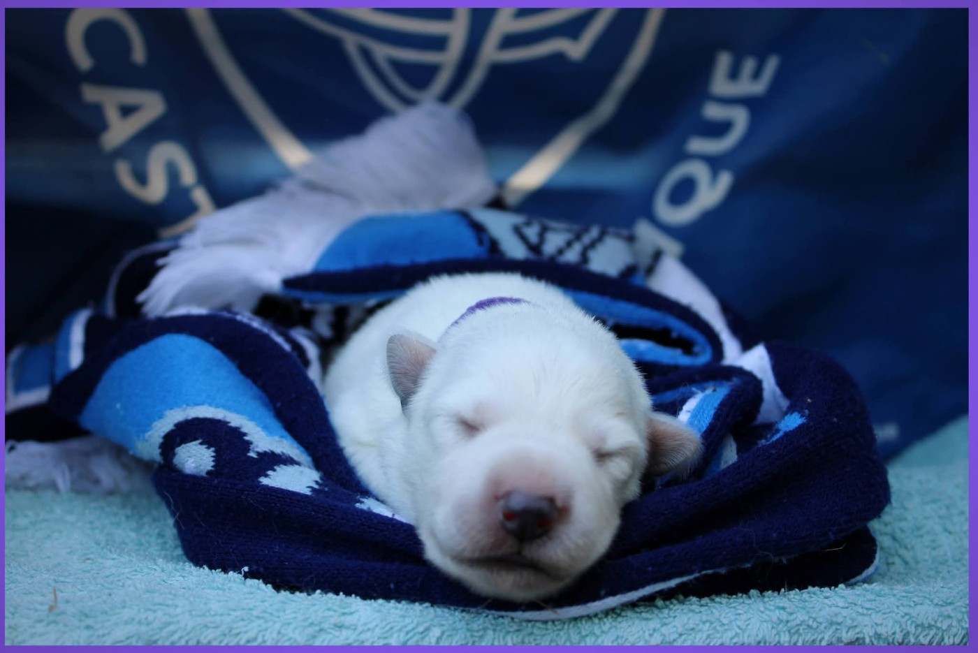 Des Sentinelles D'artémis - Chiots disponibles - Berger Blanc Suisse
