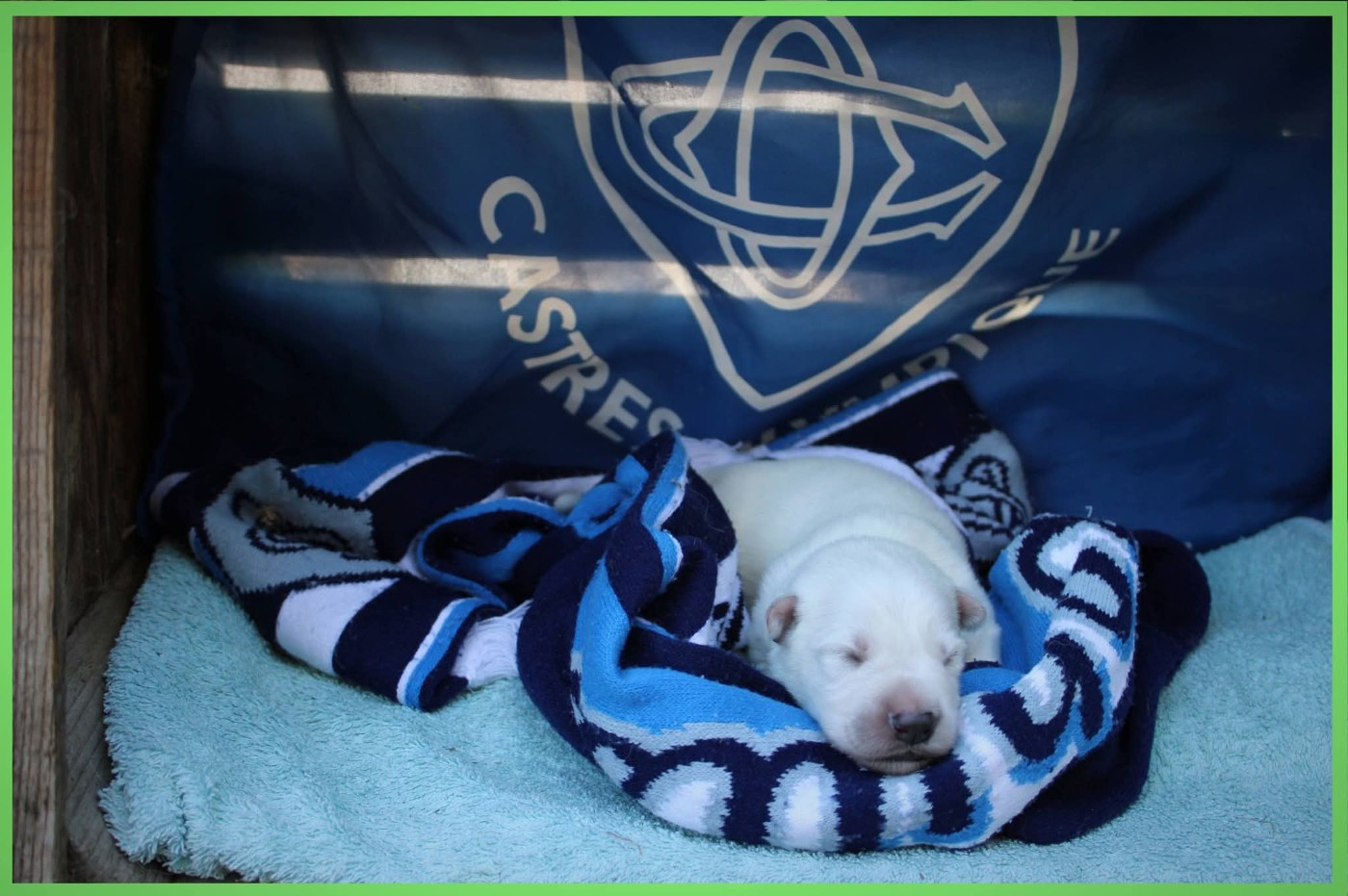 Des Sentinelles D'artémis - Chiots disponibles - Berger Blanc Suisse